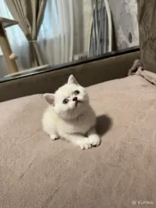 Котенок шотландский