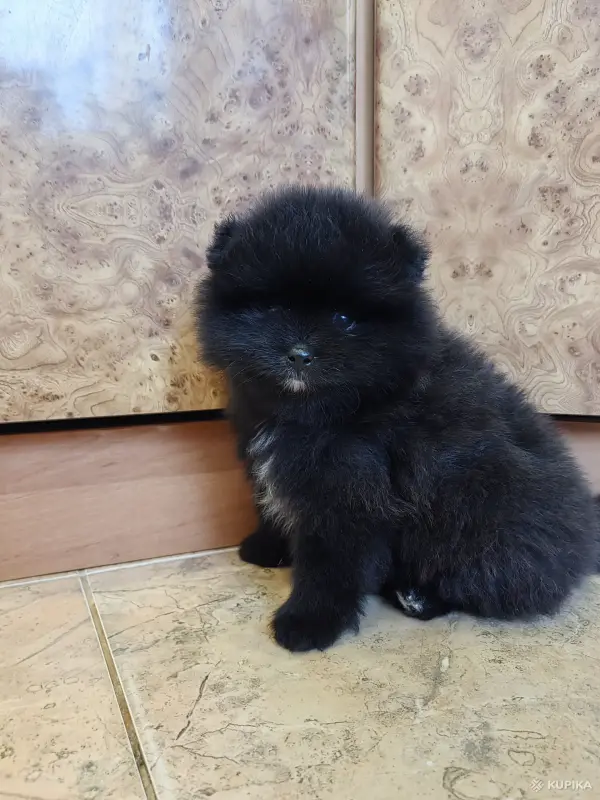Мальчик померанского шпица. - Вся Беларусь - 249544 - Доска объявлений Kupika.by - Фото 3