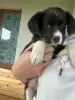 Маленький Щенок 1.5 мес.ищет дом - Вся Беларусь - 248051 - Доска объявлений Kupika.by