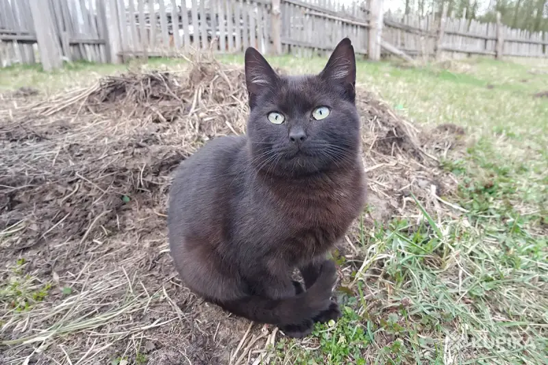 Котики очень срочно ищут дом - Вся Беларусь - 250486 - Доска объявлений Kupika.by - Фото 6