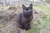 Котики очень срочно ищут дом - Вся Беларусь - 250486 - Доска объявлений Kupika.by - Фото 6