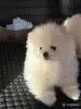 Продам щенка померанского шпица - Вся Беларусь - 248923 - Доска объявлений Kupika.by