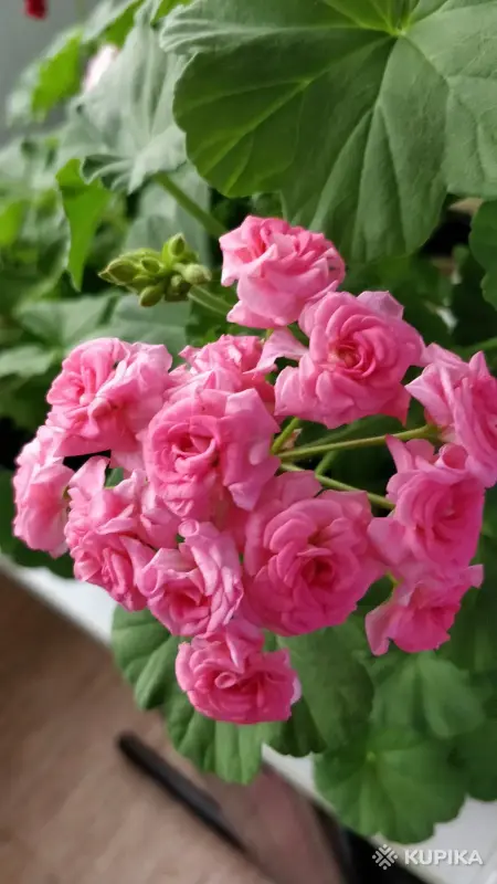 Розебудная цветущая герань Antique Rose - Вся Беларусь - 250216 - Доска объявлений Kupika.by - Фото 7