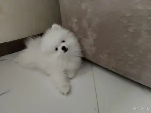Померанский шпиц
