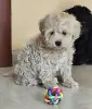 Мальтипу мальчик. Цена в рублях. - Вся Беларусь - 247565 - Доска объявлений Kupika.by - Фото 2