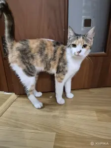 Стерилизованная кошечка в дар