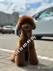 Пудель. Той пудель. Red Brown. Родословная. Выбор. - Вся Беларусь - 247976 - Доска объявлений Kupika.by - Фото 9