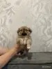 Щенки - Вся Беларусь - 248574 - Доска объявлений Kupika.by
