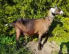 Покрытая 87,5% англо-нубийская коза - Вся Беларусь - 247636 - Доска объявлений Kupika.by