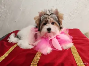 Щенок