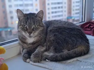 Кошечка красавица ищет дом