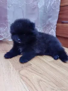 Мальчик померанского шпица