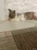 Декоративные кролики - Вся Беларусь - 250462 - Доска объявлений Kupika.by - Фото 9