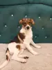 Щенки - Вся Беларусь - 247678 - Доска объявлений Kupika.by - Фото 3