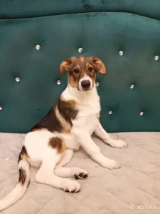 Щенки