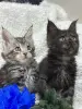 Мейн-Кун котята - Вся Беларусь - 247850 - Доска объявлений Kupika.by