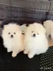 Продам щенков померанского шпица - Вся Беларусь - 250453 - Доска объявлений Kupika.by - Фото 3