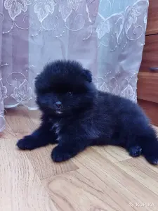 Мальчик померанского шпица