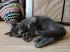 Кошки - Очаровательная юная кошечка Дымка в дар - Вся Беларусь - Фото 7 Очаровательная юная кошечка Дымка в дар - Вся Беларусь - 250263 - Доска объявлений Kupika.by - Фото 7