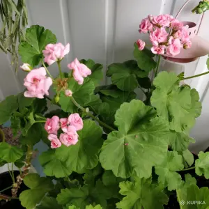 Розебудная герань Antique Rose,-молодые кустики