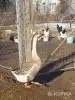 Гуси семья гусей - Вся Беларусь - 249252 - Доска объявлений Kupika.by - Фото 11