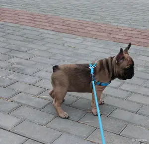 Щенок французского бульдога, девочка
