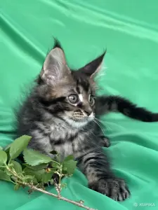Мейн-кун котята