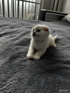 Котенок шотландский