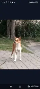 Собака в дар