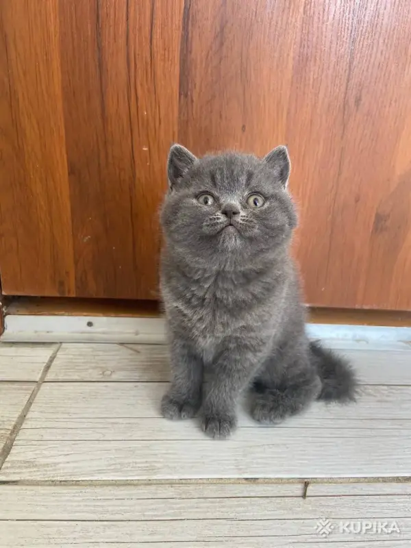 Шотландские котята