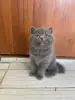 Шотландские котята - Вся Беларусь - 247521 - Доска объявлений Kupika.by