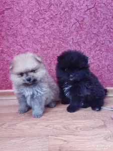 Щенки померанского шпица