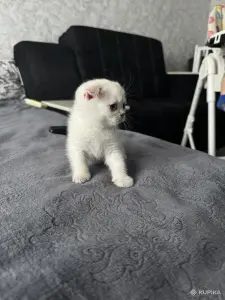 Шотландская вислоухая кошечка