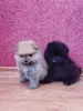 Щенки померанского шпица - Вся Беларусь - 249208 - Доска объявлений Kupika.by - Фото 2