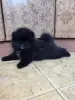 Мальчик померанского шпица. - Вся Беларусь - 249544 - Доска объявлений Kupika.by