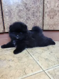 Мальчик померанского шпица.