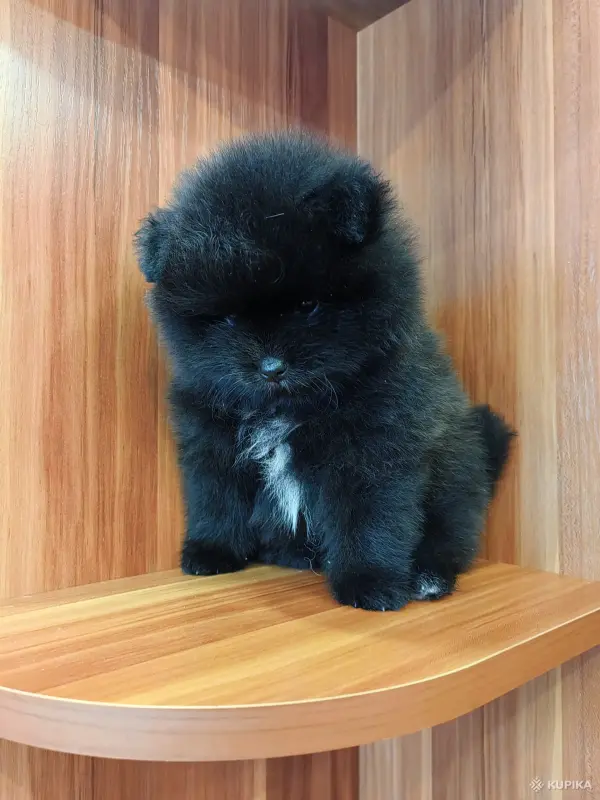 Мальчик померанский шпиц.