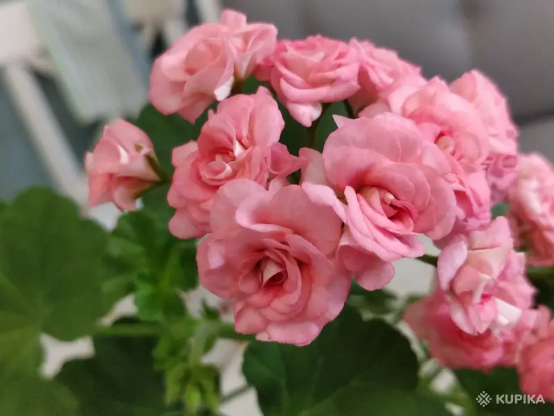 Розебудная герань Antique Rose,-молодые кустики