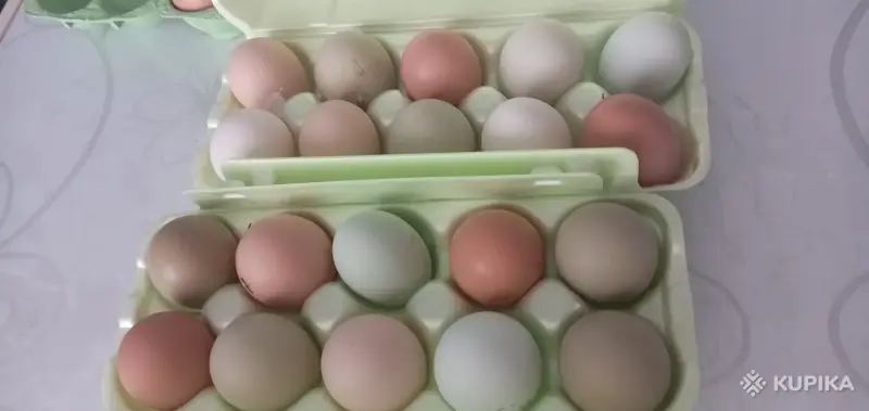 Яйца курочек домашних