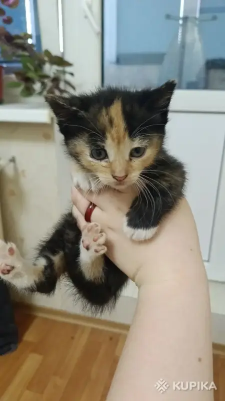 Котёнок в дар