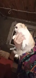 Чихуахуа