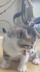Животные