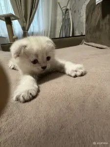 Котята шатландские