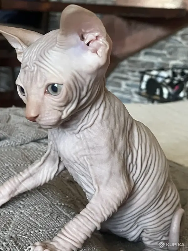Канадский сфинкс. Котенок - Вся Беларусь - 247568 - Доска объявлений Kupika.by - Фото 2