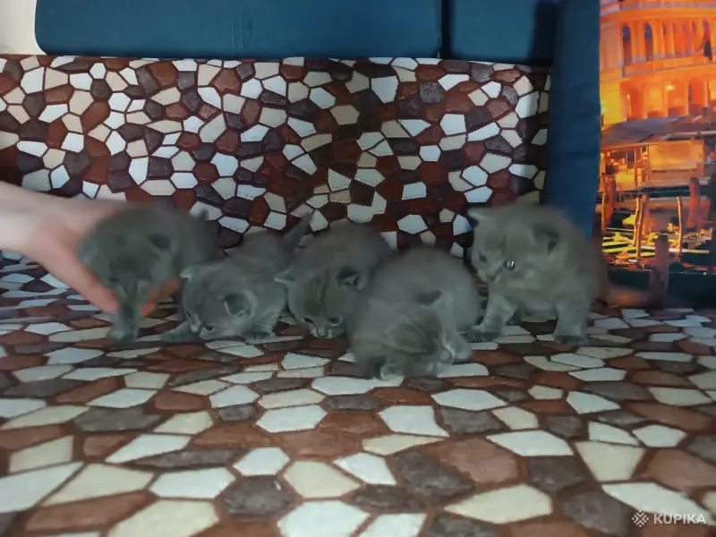 Котята (британские) - Вся Беларусь - 248947 - Доска объявлений Kupika.by - Фото 2
