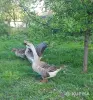 Гуси семья гусей - Вся Беларусь - 249252 - Доска объявлений Kupika.by - Фото 7