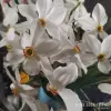 Свежие нарциссы,белоснежные с сильным ароматом - Вся Беларусь - 248010 - Доска объявлений Kupika.by - Фото 2