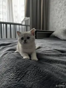 Шотландский Котенок
