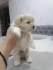Щенки Мальтипу - Вся Беларусь - 247756 - Доска объявлений Kupika.by