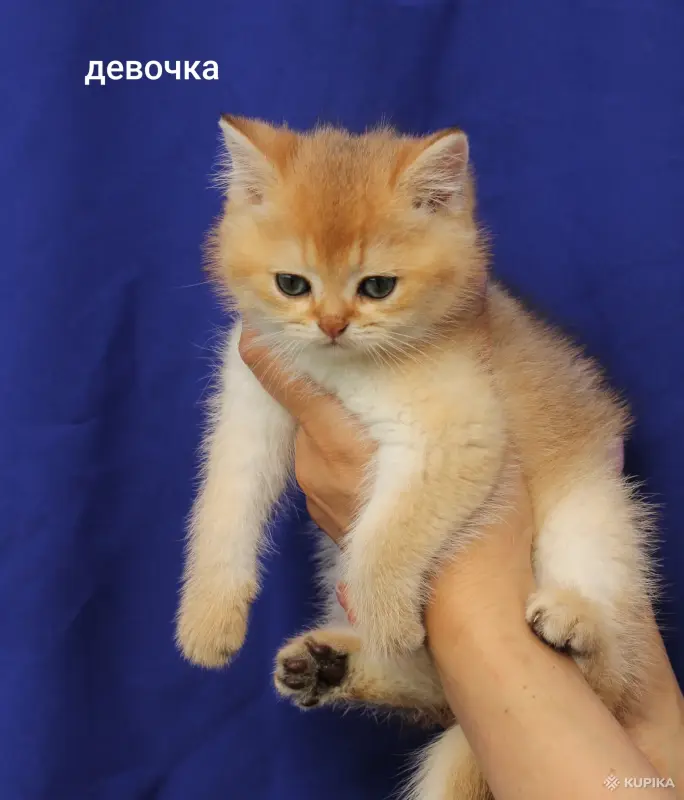 Кошки - Шотландские котята - Вся Беларусь - Фото 2 Шотландские котята - Вся Беларусь - 249879 - Доска объявлений Kupika.by - Фото 2